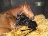 Le nombre limit de poulinires, choix souhait par Marie-Laure Collet, permet d'accomplir un travail personnalis et attentif  chacune des poulinires du haras de Clairefontaine